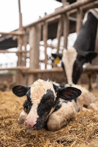 Vertical photo of a newborn calf lying on the straw in a stable