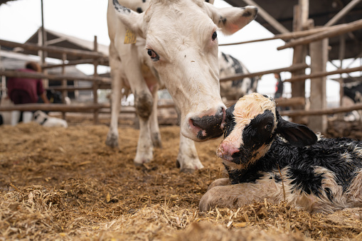 Cow cleaning and sniffing a newborn calf in a dirty and muddy stable