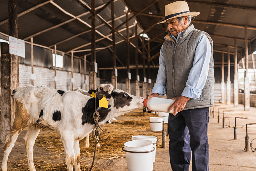 Horizontal photo of an aged farmer giving milk to a calf using a feeding bottle inside a stable