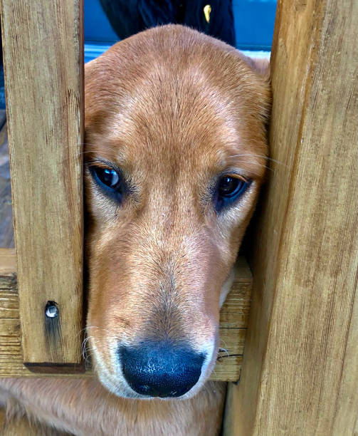 istock Golden Retriever Face Through Fence 1457244717