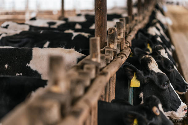 istock Cows trapped in fences in feed bunkers on a farm 1457245486