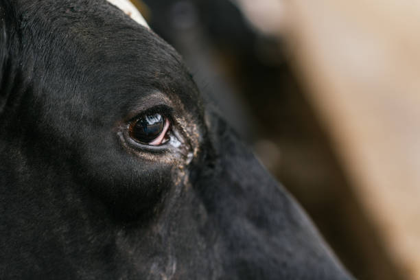 istock Eye of a cow in a farm 1457245538