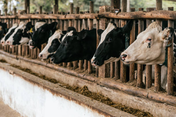istock Heads of cattle while eating in a farm 1457245582