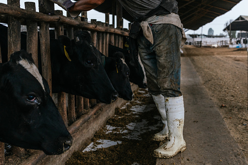 Dirty boots of a worker in a cattle farm while the cows are eating inside a stable