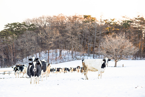 Black and white dairy cows enjoying their paddock in winter.