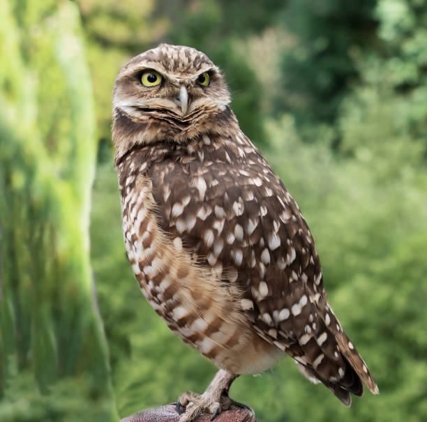 istock Portrait of a Burrowing Owl 1457253438