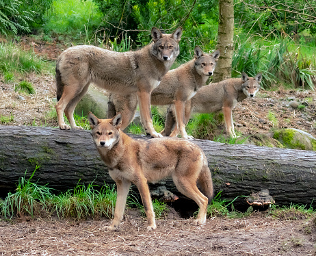 A family of four red wolves stood together in portrait in a pleasing formation, in a wooded area. One is at ground level facing left and the others are up over a fallen tree trunk facing right, all turned sideways but looking directly toward the camera, one behind the other. The furthest two wolves gradually become slightly softer in focus. All are alert and attentive. Part of a breeding conservation plan to help increase red wolf numbers. Green foliage and trees make the soft background.