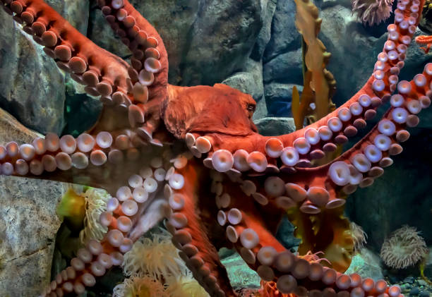 istock The Tentacles of a Pacific Octopus 1457254076