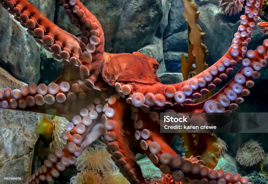 The Tentacles of a Pacific Octopus Frame is filled with a large red pacific octopus under water with its under side visible through the glass of the aquarium. Its legs at different angles showing the many different size tentacles suckers, in varied levels of focus and sharpness. One of its eyes are visible. There are rocks, anemones and seaweed behind the octopus. Animal Stock Photo