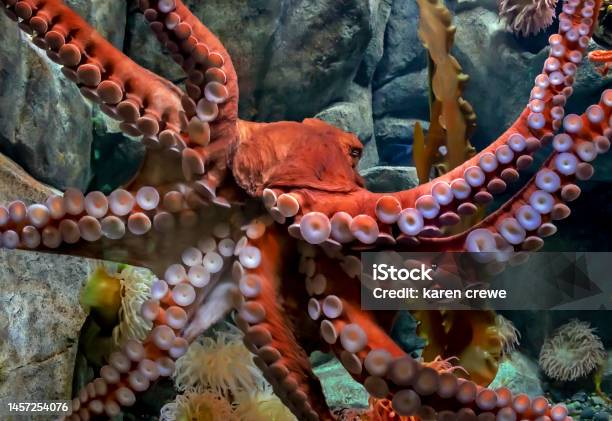 The Tentacles Of A Pacific Octopus Stock Photo - Download Image Now - Animal, Animal Wildlife, Aquarium