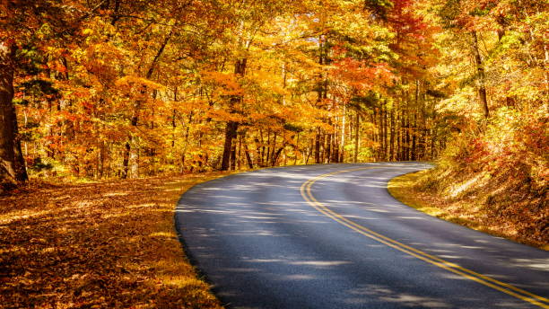 Road through fall forest Blue Ridge Parkway winding through the woods in fall near Asheville, North Carolina empty road with trees stock pictures, royalty-free photos & images