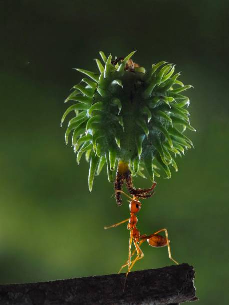 formica forte - determination ant strength effort foto e immagini stock