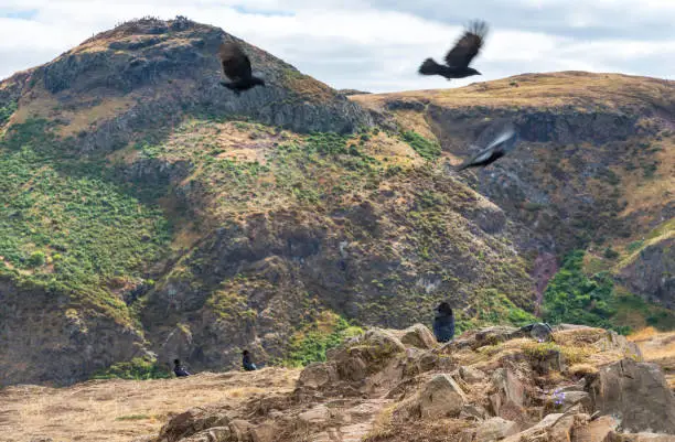 Black carrion birds,which the hill named after,circling and perched on the rocky mountain,,overlooking the Edinburgh city skyline,Arthurs Seat summit behind,sunny summer weather.