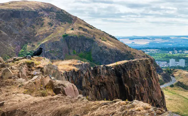 Crow perched on a rock,overlooking the Edinburgh city skyline,a good habitat for carrion,hence the name.A winding hill walkers path leads to the summit over steep cliffs,sunny,summer day.