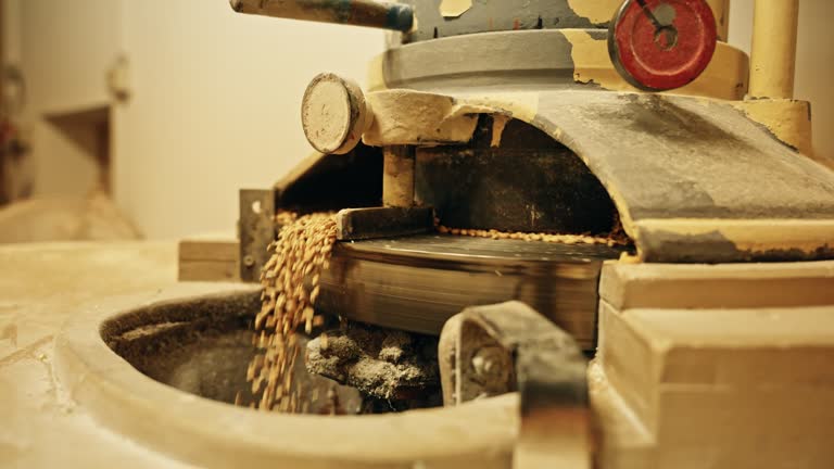 Wheat grains in the mill, before the formation of flour