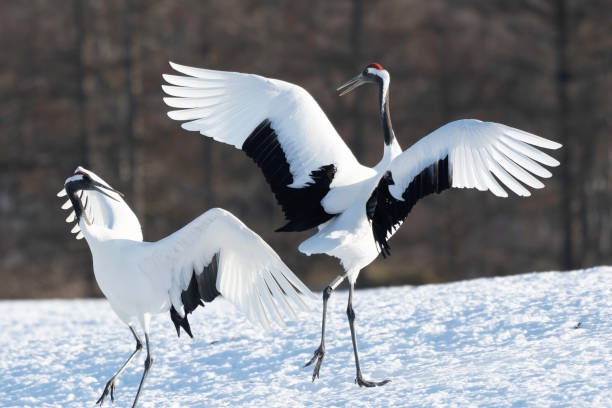 istock Pair of red-crowned cranes dancing 1457260103