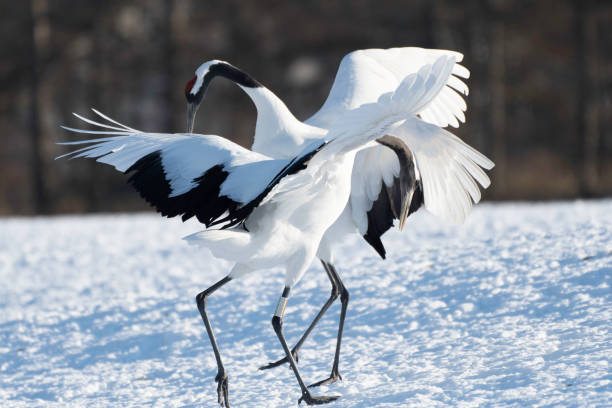 Pair of red-crowned cranes dancing stock photo