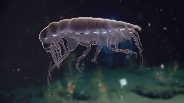 istock Paraoediceros  Lynceus Zooplankton 3D Rendered 1457262271