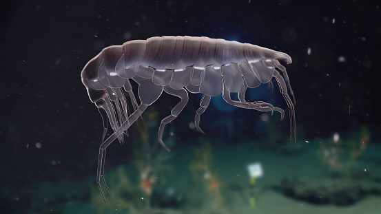 Paraoediceros  Lynceus Zooplankton 3D Rendered