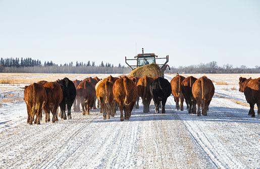 A tractor with a straw bale herding home red and black herd of cattle down a gravel road in a rural winter landscape