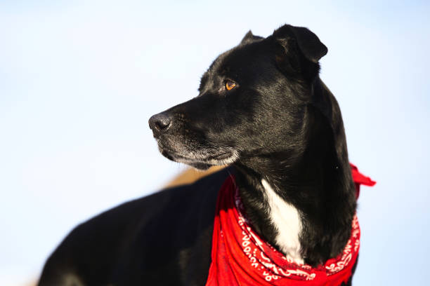 istock A black dog with a red kerchief 1457265138