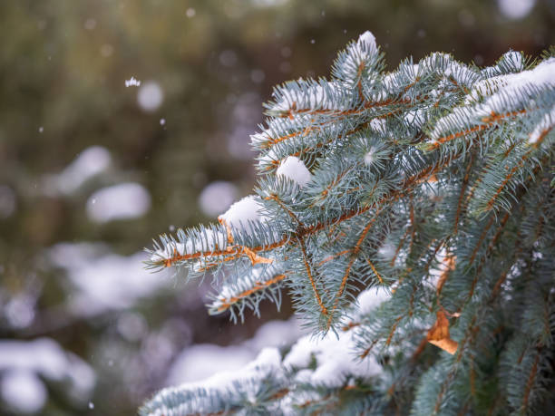 istock Green fir branches in winter covered with snow 1457265162
