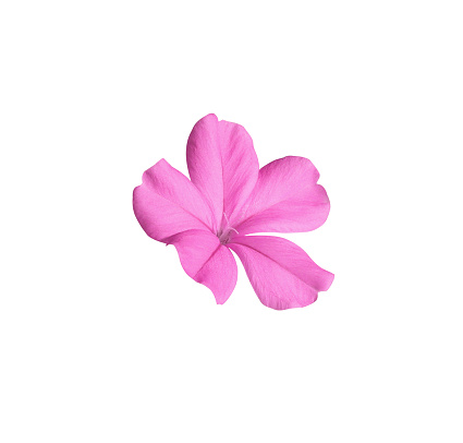 White plumbago or Cape leadwort flower.  Close up single small pink flower isolated on white background.