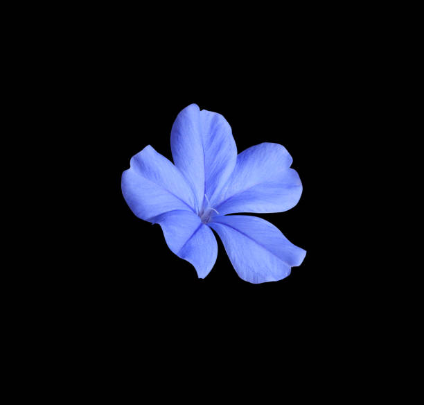 istock Small blue Cape leadwort flower. 1457265558