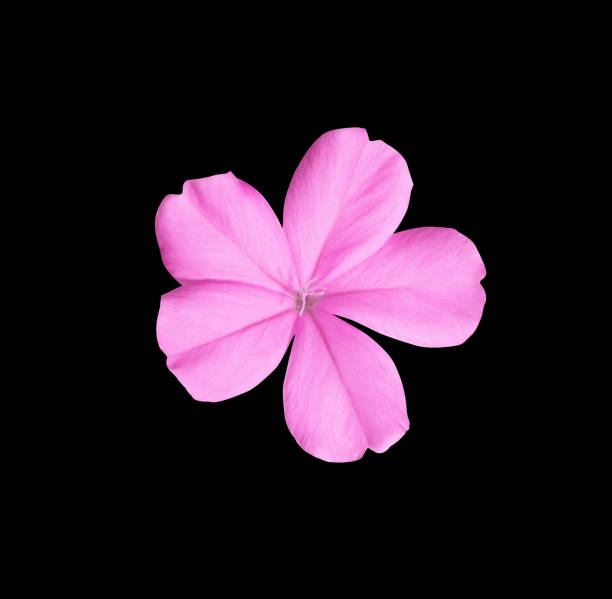 istock pink plumbago flower 1457265559