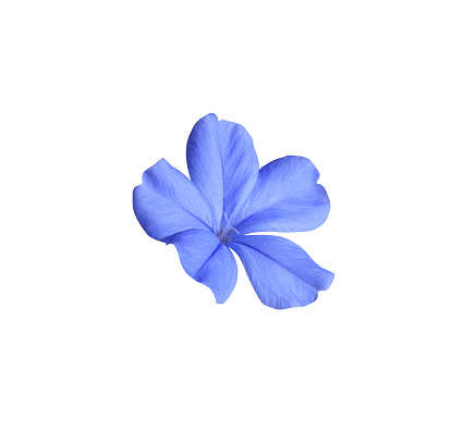 White plumbago or Cape leadwort flower.  Close up single small blue flower isolated on white background.
