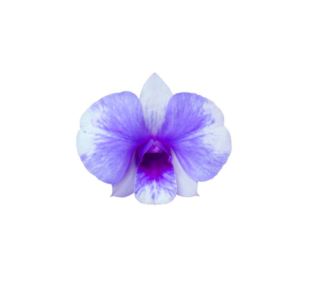 орхидея цветок.   - rosemary flower single flower flower head стоковые фото и изображения