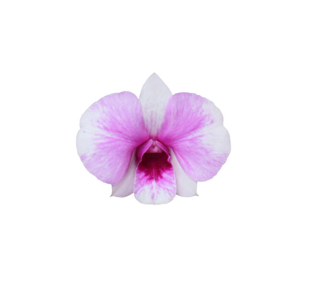 fiore di orchidea. - rosemary flower single flower flower head foto e immagini stock