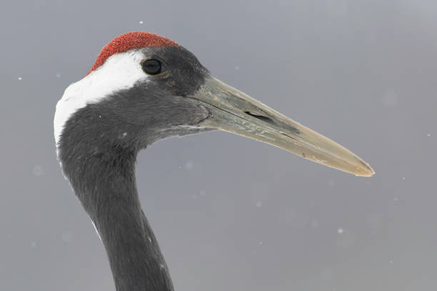 Head of red-crowned crane