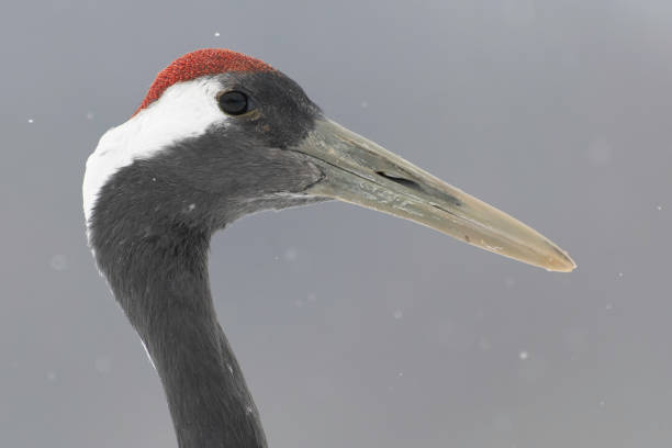 Head of red-crowned crane stock photo