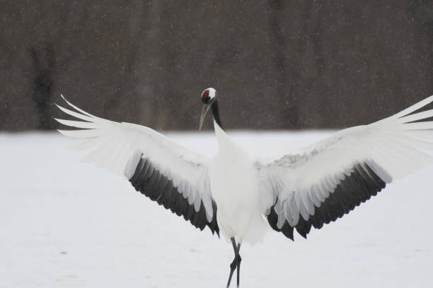 istock Red-crowned crane landing 1457267540