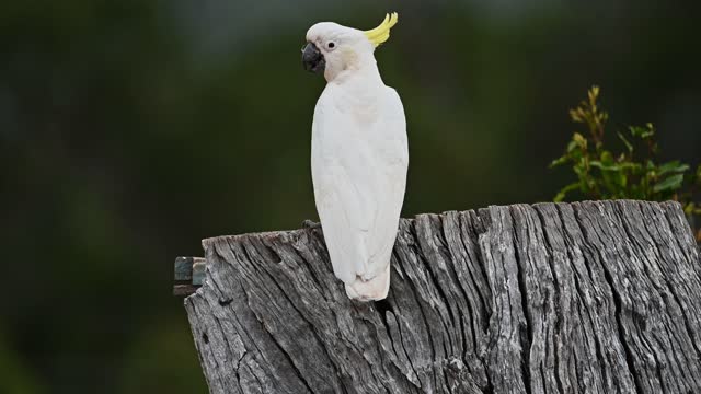Sulphur Crested Cockatoo (Cacatua galerita)