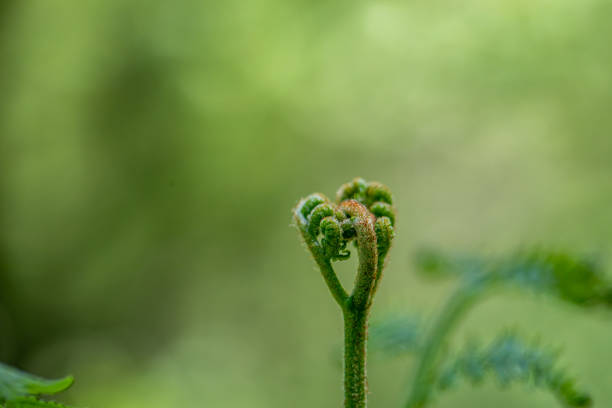 istock Dryopteris filix-mas flower growing in forest 1457268925