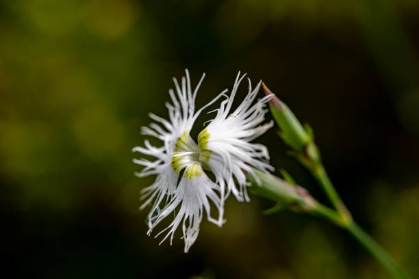 istock Dianthus hyssopifolius growing in mountains 1457269096