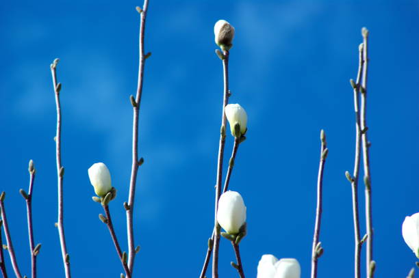 White magnolia shining in the blue sky