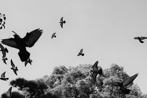 Image of a flock of pigeons flying