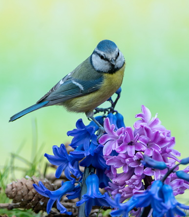 Bluetit in springtime,Eifel,Germany.
Please see many more similar pictures of my Portfolio.
Thank you!