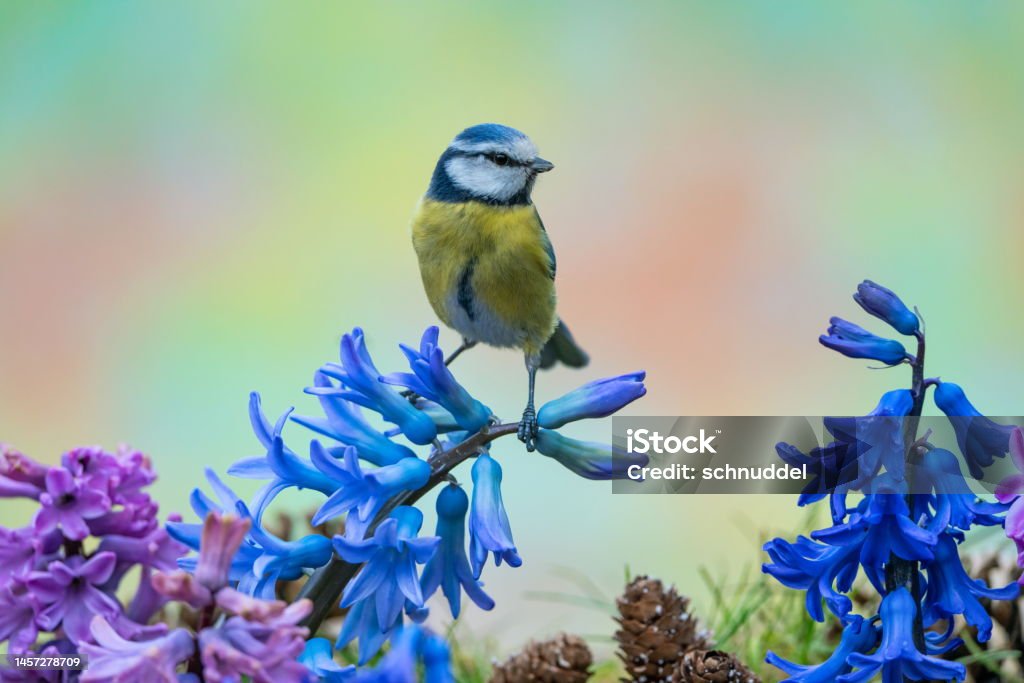 Bluetit in springtime Bluetit in springtime,Eifel,Germany.
Please see many more similar pictures of my Portfolio.
Thank you! Bird Stock Photo