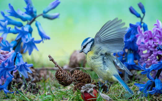 Bluetit in springtime,Eifel,Germany.\nPlease see many more similar pictures of my Portfolio.\nThank you!