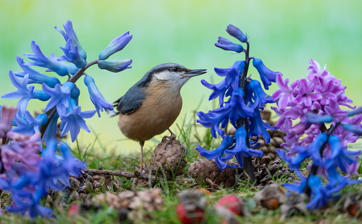 Nuthatch in springtime, Eifel,Germany.