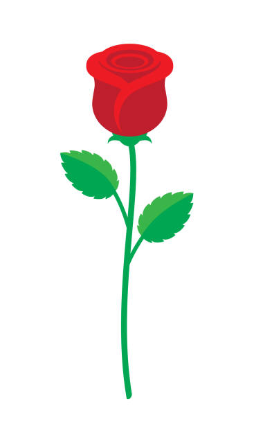 Free Stock Photo of Single Red Rose | Download Free Images and Free ...