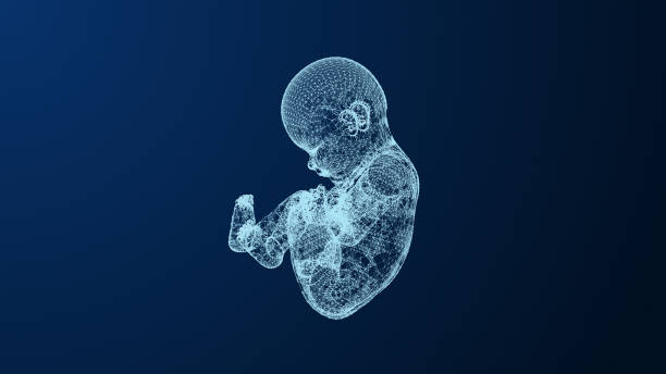 istock Womb development of the fetus within the plexus 1457280721