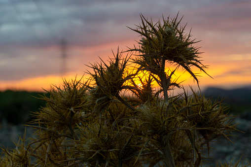 thorny plant at sunset