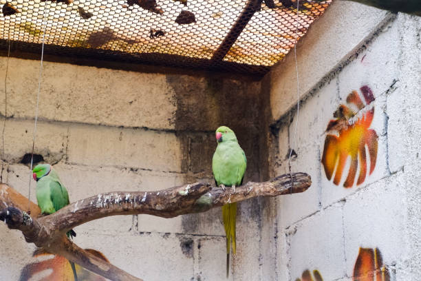 istock Selective focus of the ring rose parkite bird perched on its cage. 1457283636