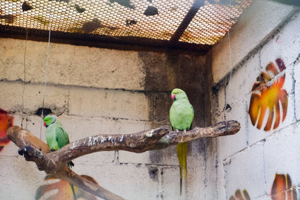 istock Selective focus of the ring rose parkite bird perched on its cage. 1457283638