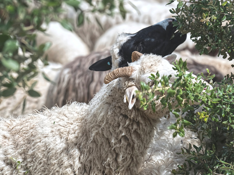 DSC00896 Sheep eating bushes